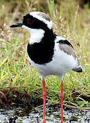 Pied Plover