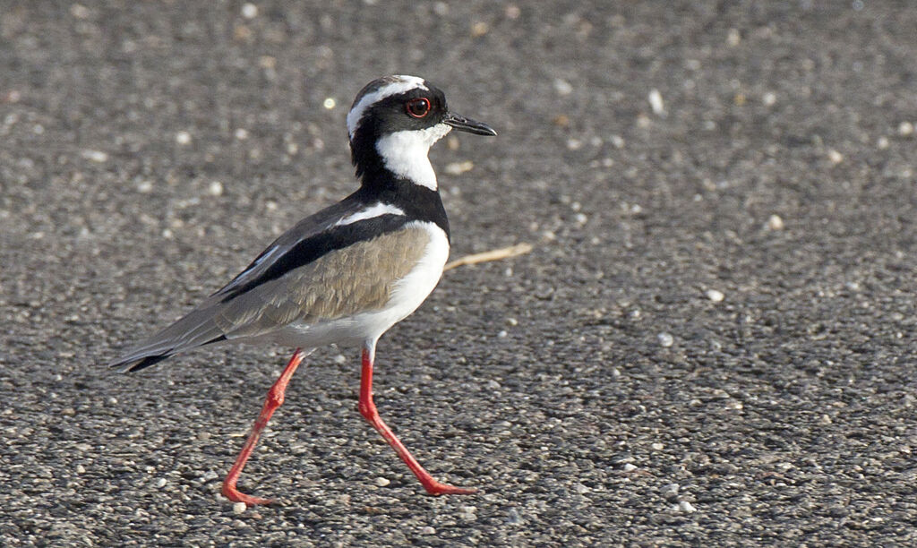 Vanneau de Cayenne