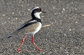 Pied Plover