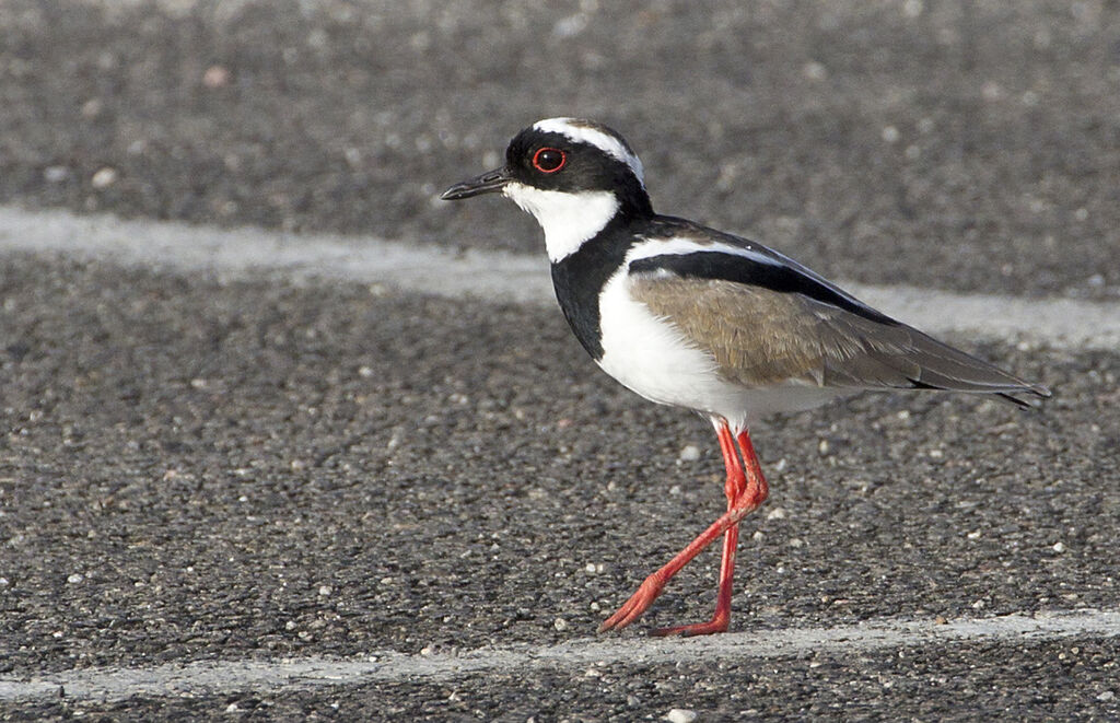 Pied Plover