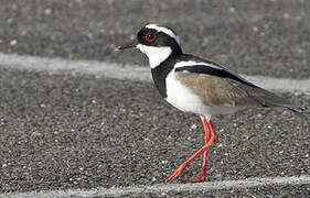 Pied Plover