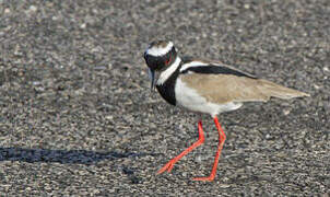 Pied Plover