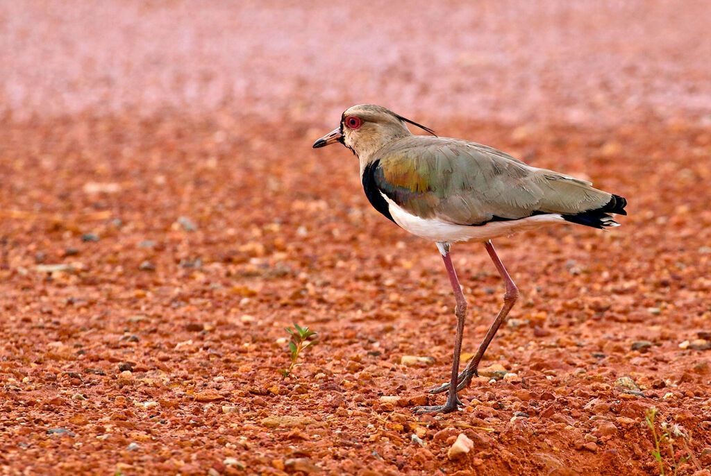 Southern Lapwingadult