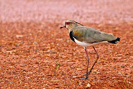 Southern Lapwing