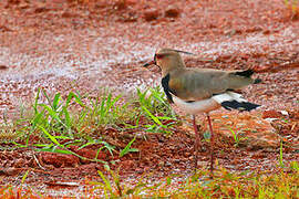 Southern Lapwing