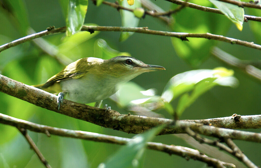 Red-eyed Vireo