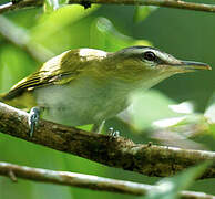 Red-eyed Vireo