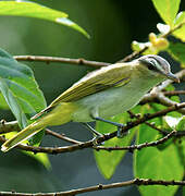 Red-eyed Vireo