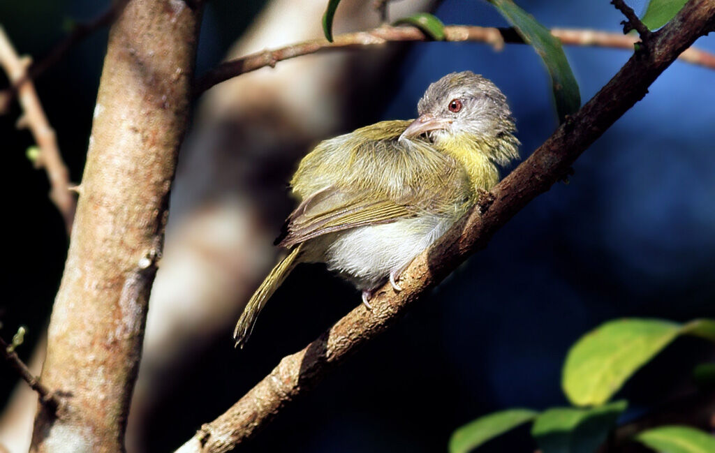 Ashy-headed Greenlet