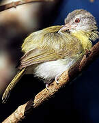 Ashy-headed Greenlet