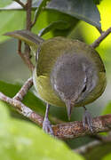 Ashy-headed Greenlet