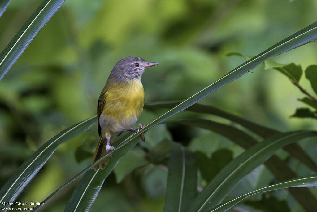 Ashy-headed Greenletadult