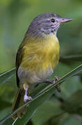 Ashy-headed Greenlet