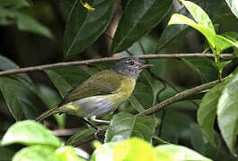 Ashy-headed Greenlet