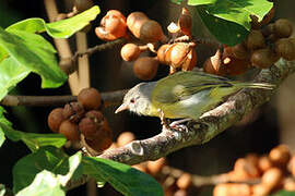 Ashy-headed Greenlet