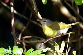 Ashy-headed Greenlet