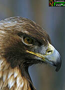 Golden Eagle