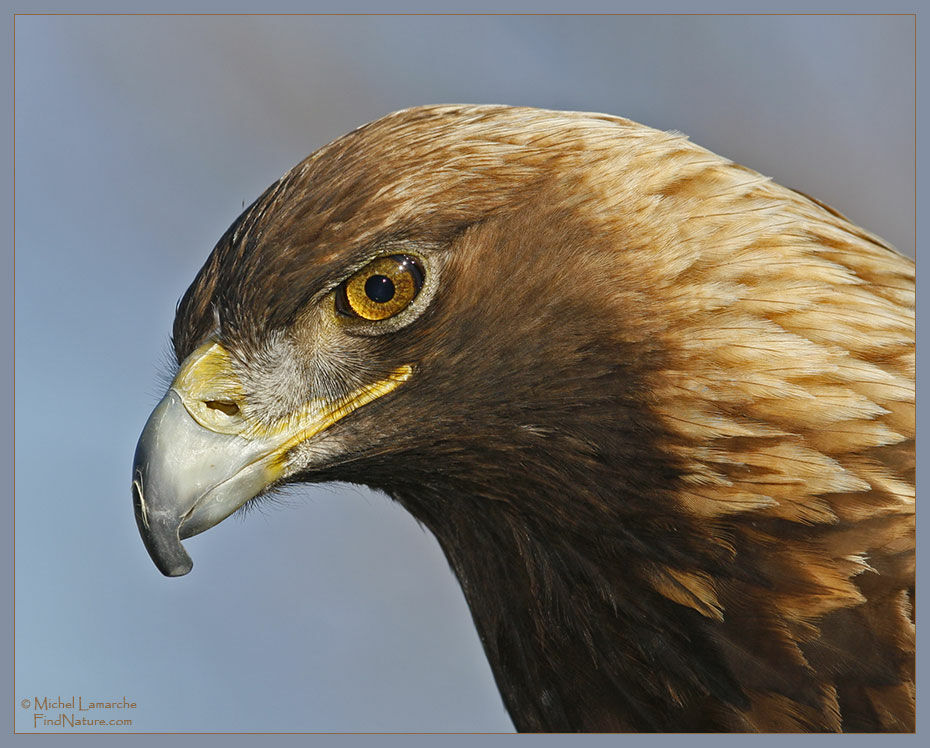 Golden Eagle