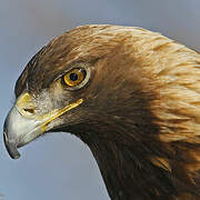 Golden Eagle