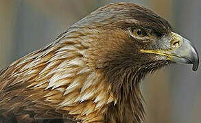 Golden Eagle