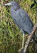 Aigrette bleue