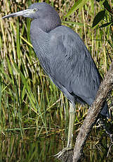 Aigrette bleue