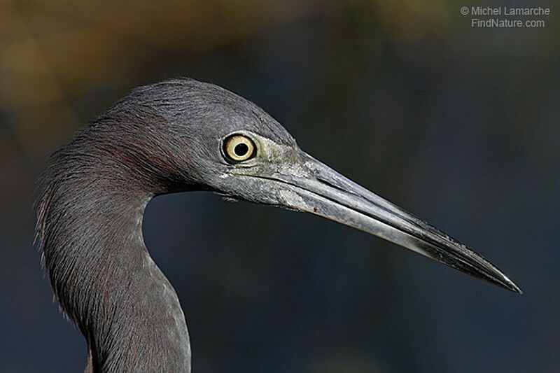 Little Blue Heronadult