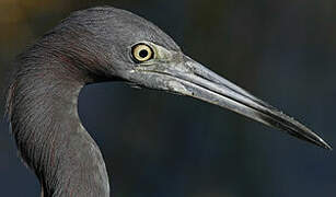 Aigrette bleue