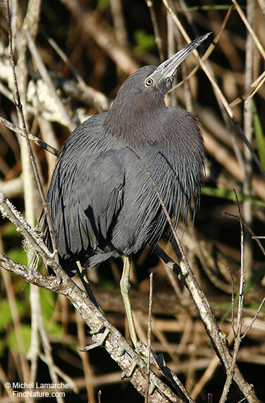 Little Blue Heronadult