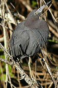 Aigrette bleue