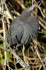 Aigrette bleue