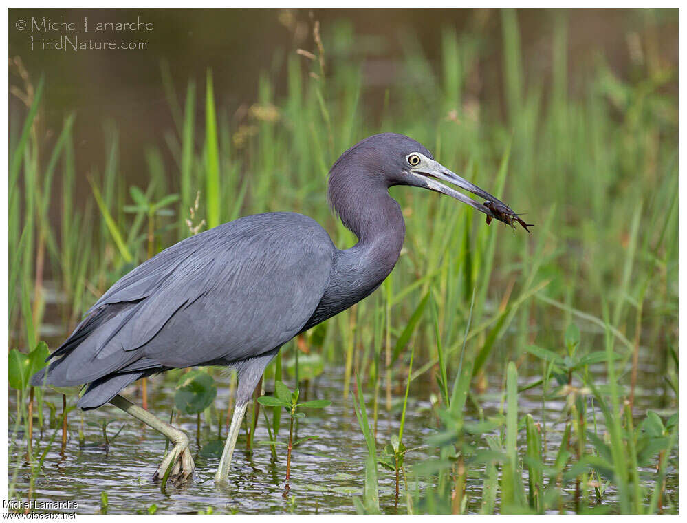 Aigrette bleueadulte, régime, pêche/chasse