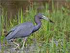 Aigrette bleue