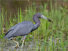 Little Blue Heron