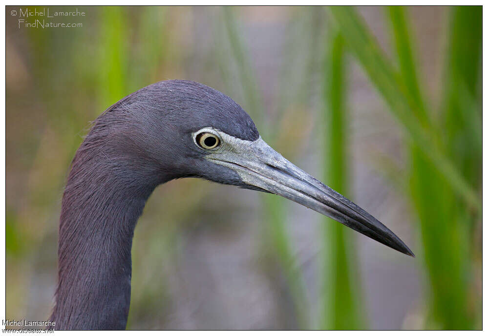 Little Blue Heronadult, close-up portrait