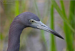 Little Blue Heron