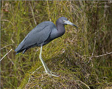 Little Blue Heron