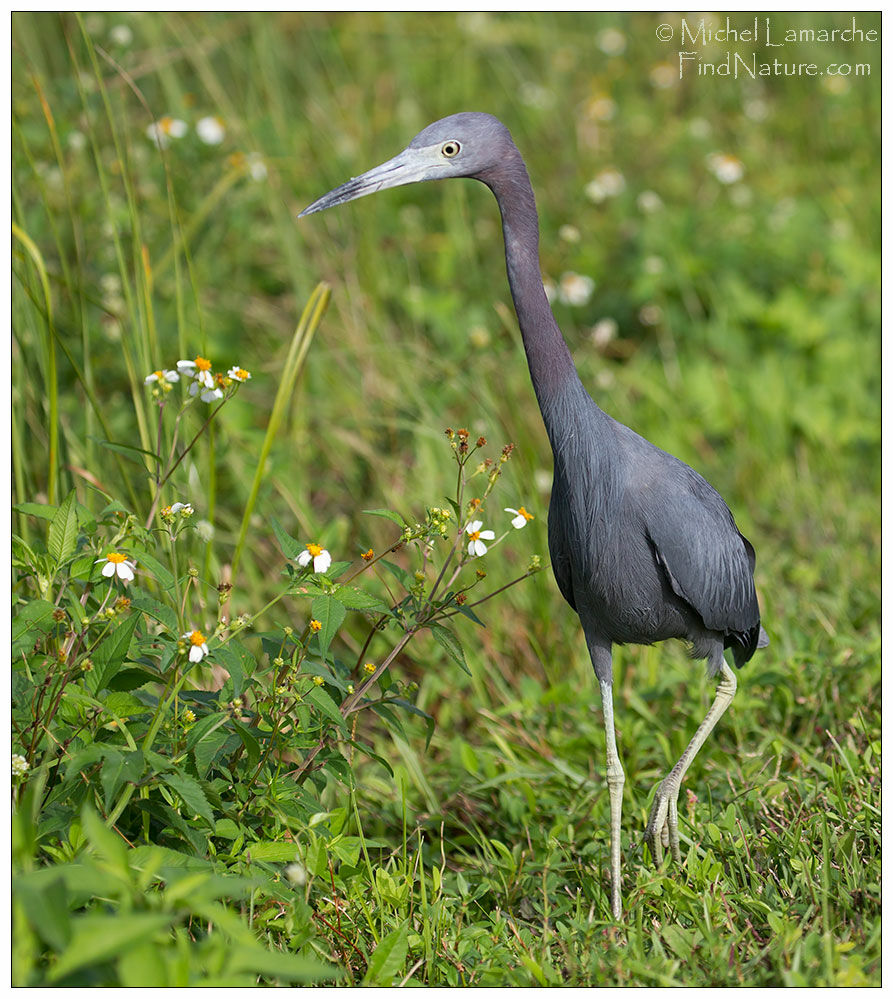 Little Blue Heron