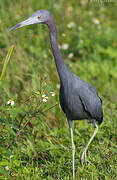 Little Blue Heron