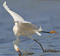 Aigrette neigeuse