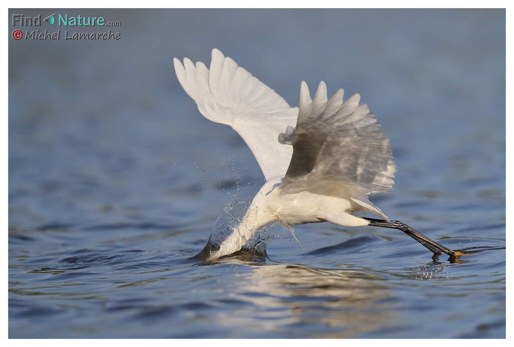 Snowy Egret, fishing/hunting