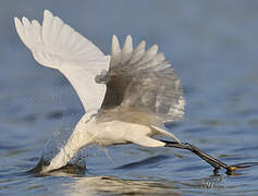 Aigrette neigeuse