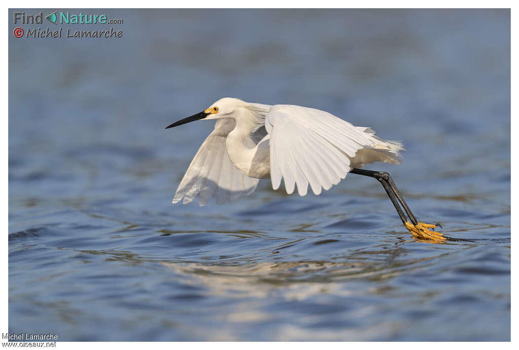 Aigrette neigeuse, Vol