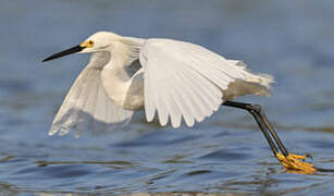 Snowy Egret