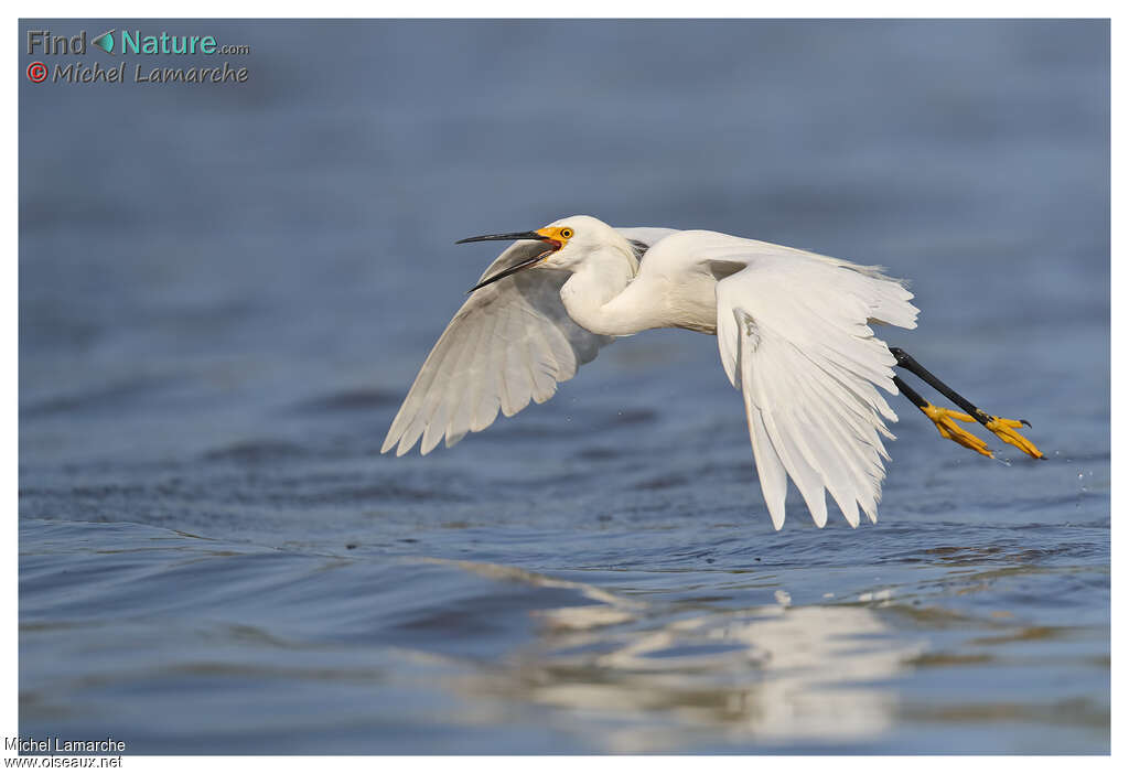 Snowy Egretadult, Flight