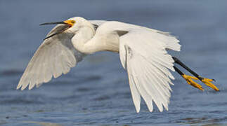 Aigrette neigeuse