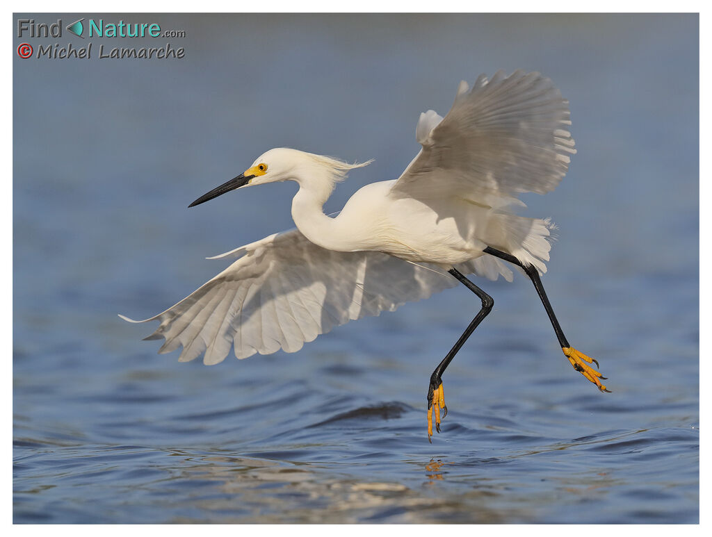 Aigrette neigeuse, Vol