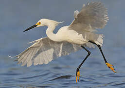 Aigrette neigeuse