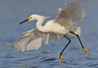 Aigrette neigeuse