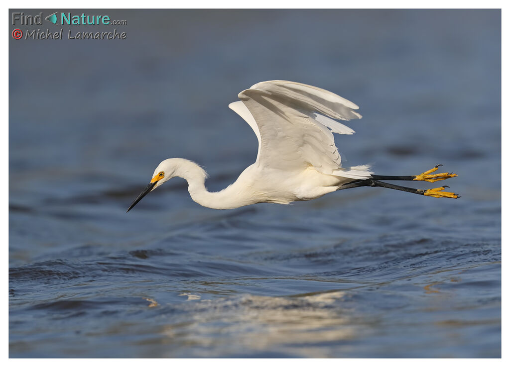 Snowy Egret, Flight